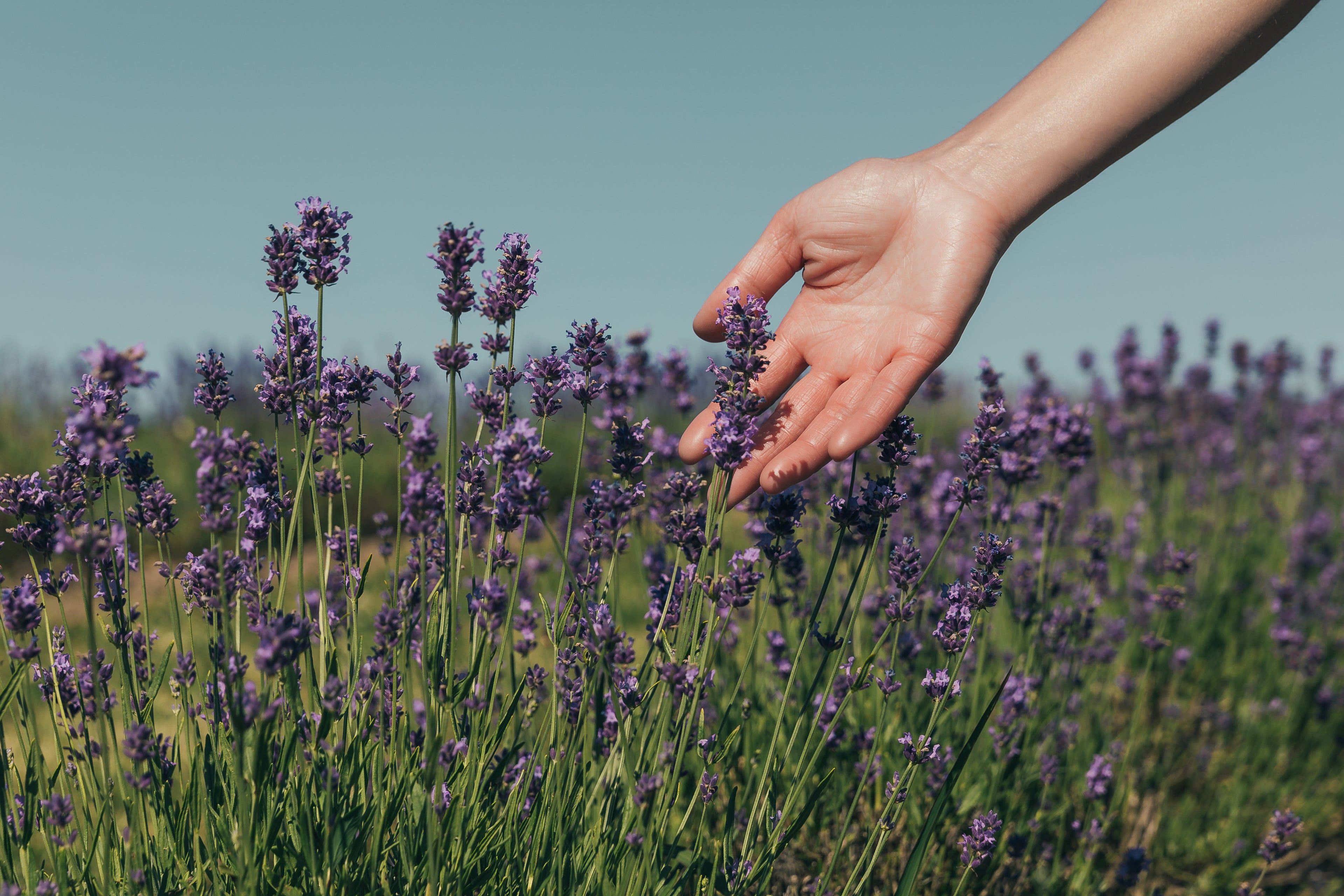 Hand sweeping across a field of lavender